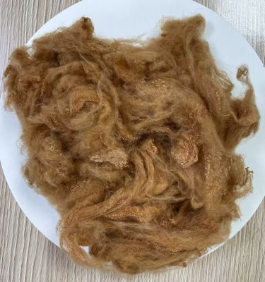 İyi bir fiyat. Geri dönüştürülmüş poliester bant lif 2.5D 51mm Sarı deve çevrimiçi
